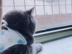 -纳吉亚猫专科动物医院博雅分院