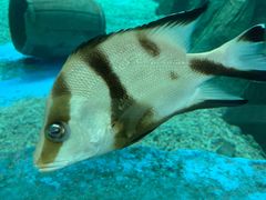 -北戴河圣蓝海洋公园