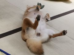 -逗柴咖啡屋·狗咖猫咖宠物桌游