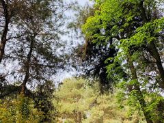 -铁山坪森林公园