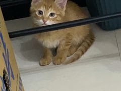 -GANSO元祖食品(未来路店)