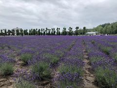 -富田农场