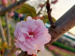 -观澜湖生态运动公社