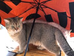 -喵屿·大理花园猫咖