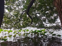 -东湖落雁景区