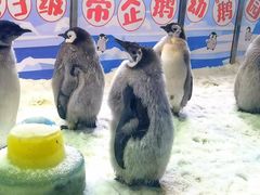 -珠海长隆海洋王国