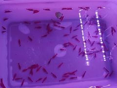 -华声天桥民俗文化园