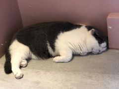 -猫儿山۰猫主题餐厅