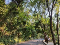 -深圳仙湖植物园