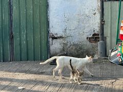 -尼甘布海鲜市场