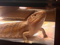 -酷以爬仙阁实体爬宠店·守宫·蜥蜴·专业繁育