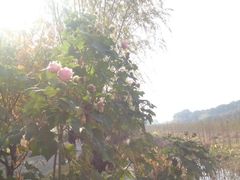 iphone_upload_pic-三山岛