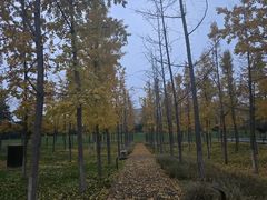 -汉长安城未央宫国家考古遗址公园