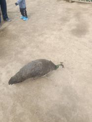 -萌宠亲子动物乐园(槐房万达店)