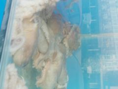 -港畔赶海蒸汽海鲜烧烤自助(仙螺岛店)