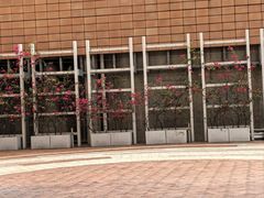 -香港大学