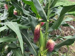 -上膳源有机农场