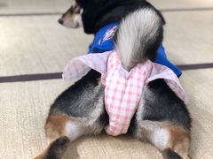 -逗柴咖啡屋·狗咖猫咖宠物桌游