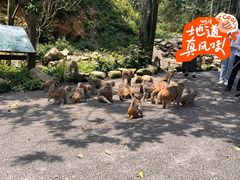 -姑婆山旅游区