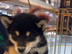 -柴犬小屋·柴餐厅·狗咖食堂(金鼎广场店)