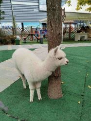 -萌宠亲子动物乐园(槐房万达店)