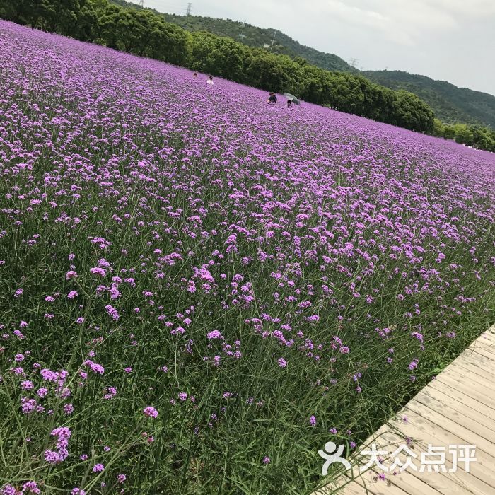 蓀湖花海圖片 - 第207張