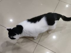 -宠福鑫动物医院(望京分院)