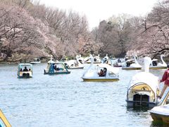 -井之头恩赐公园