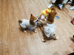-猫色咖啡·猫咖