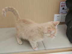 -瑞派康怡24h宠物医院·犬猫医疗中心·微创绝育(瑞景分院)