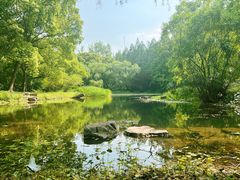 -上海共青森林公园