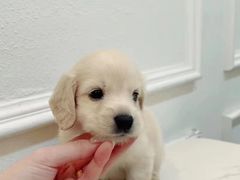 -萌宠之家·腊肠犬·马尔泰·小体犬舍