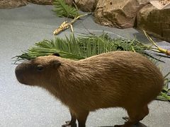 -海合安武汉极地海洋公园