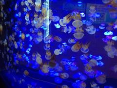 -烟台海昌鲸鲨海洋公园