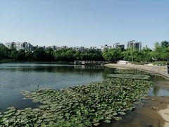 -新江湾城公园