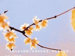 -贡湖湾湿地公园