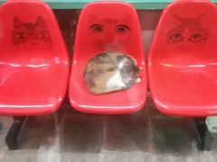 -猫咪博物馆(顶澳仔猫街店)