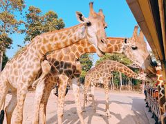 -清迈夜间动物园