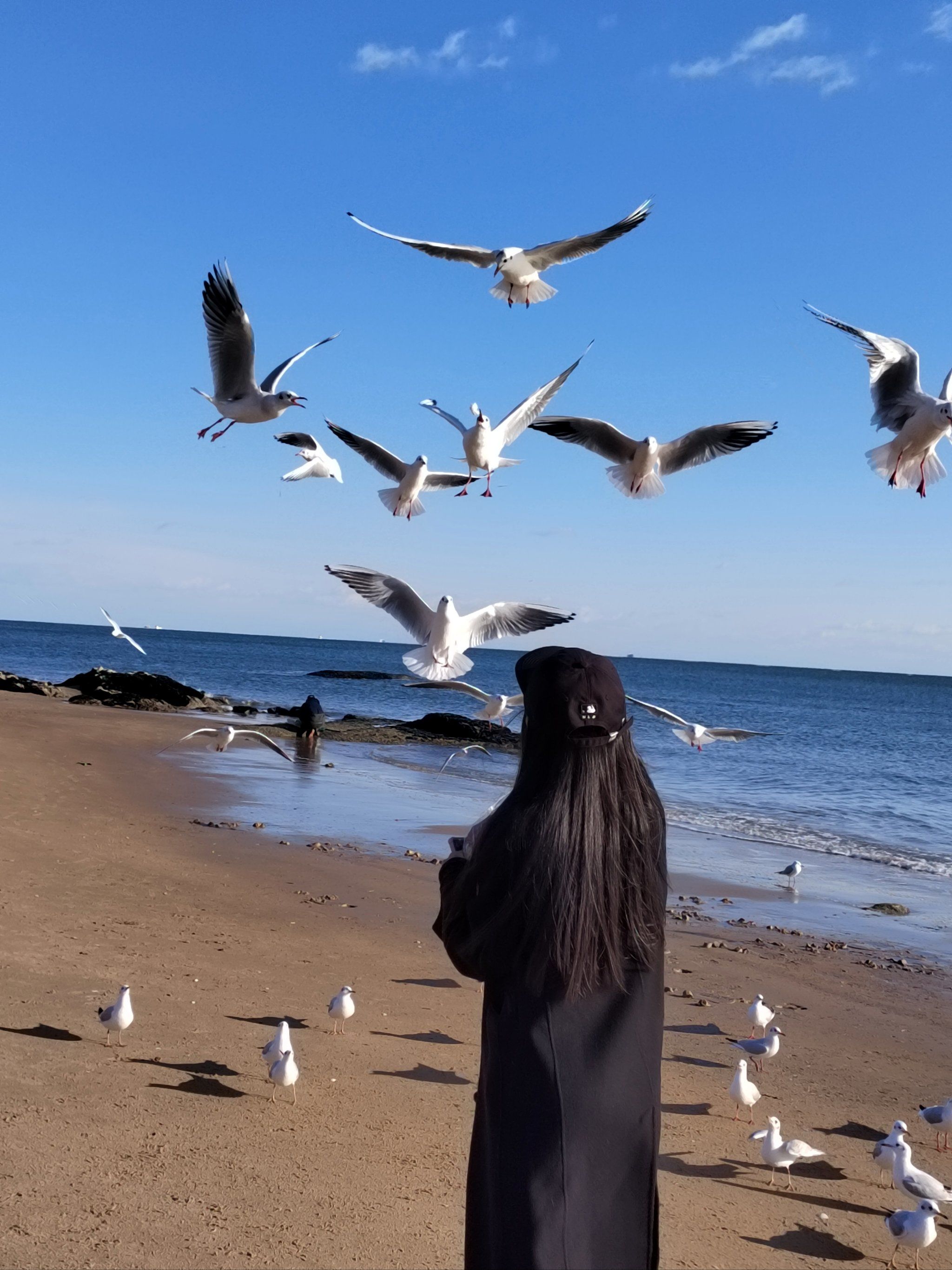 去看可以治愈一切的海 来北戴河喂海鸥吧