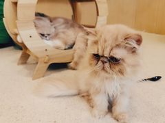 -飞行喵MR PILOT|猫舍·猫咖(静安大融城店)