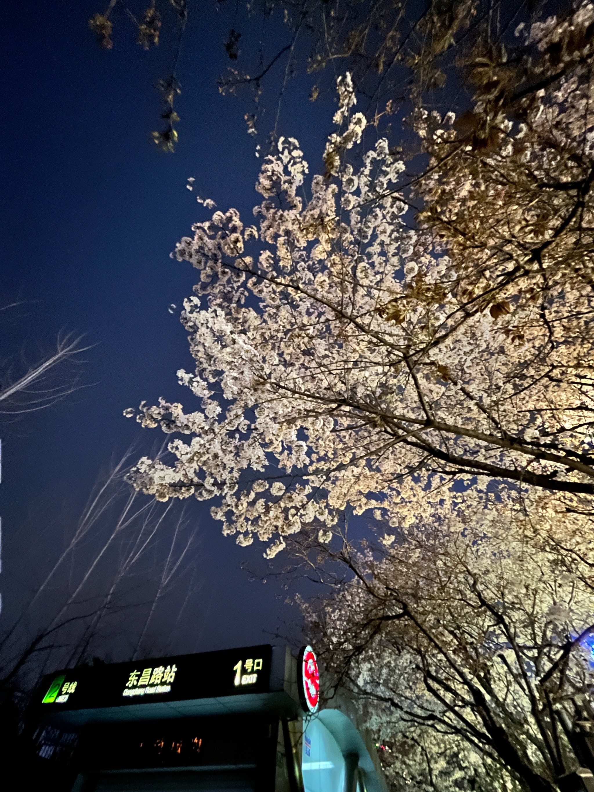 宁波樱花公园夜景图片图片