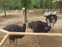 -大连森林动物园