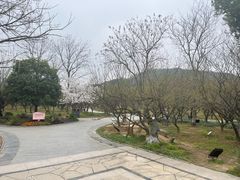 -香雪海