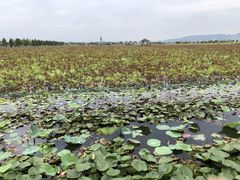 -漩门湾国家湿地公园