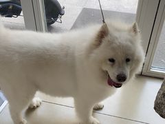 -宠福鑫康馨动物医院·骨科·眼科