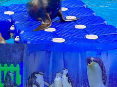-海合安成都极地海洋公园