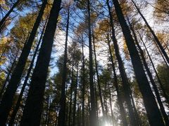 -塞罕坝国家级自然保护区