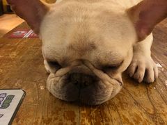 -more than meow吴止猫主题餐厅(承德 中船汇店)