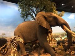 -陕西自然博物馆