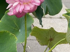 -莲花池公园